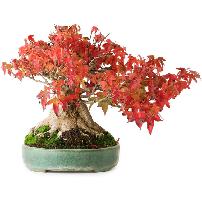 Acer buergerianum, 19,5 cm, ± 30 Jahre alt, in einem handgefertigten japanischen Topf von Yamafusa, fotografiert in Herbstfarben (15. Oktober)