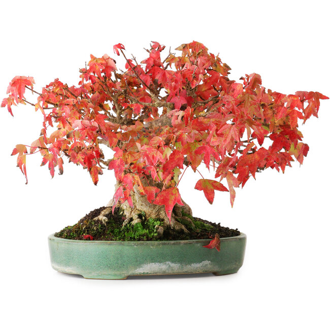 Acer buergerianum, 19,5 cm, ± 30 jaar oud, in een handgemaakte Japanse pot van Yamafusa, gefotografeerd in herfstkleuren (15 oktober)