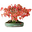 Acer buergerianum, 19,5 cm, ± 30 years old, in a handmade Japanese pot by Yamafusa, photographed in autumn colours (October 15)