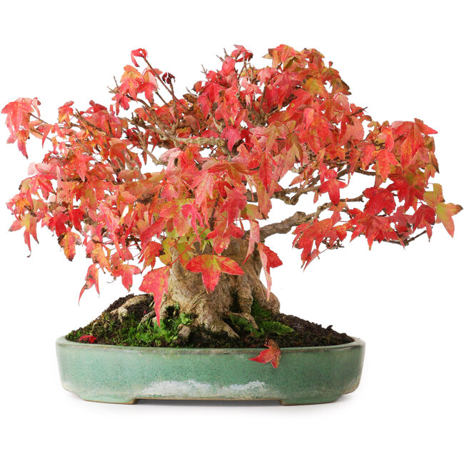 Acer buergerianum, 19,5 cm, ± 30 ans, dans un pot japonais fait main par Yamafusa, photographié aux couleurs d'automne (15 octobre)