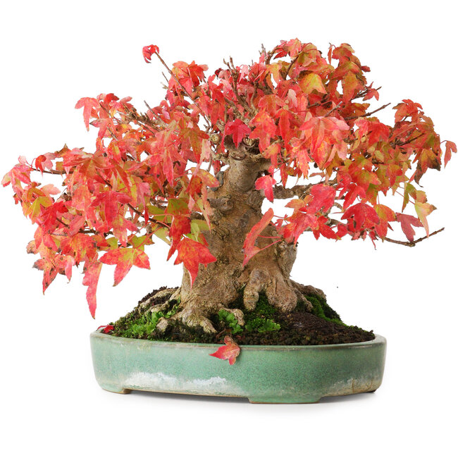 Acer buergerianum, 19,5 cm, ± 30 jaar oud, in een handgemaakte Japanse pot van Yamafusa, gefotografeerd in herfstkleuren (15 oktober)