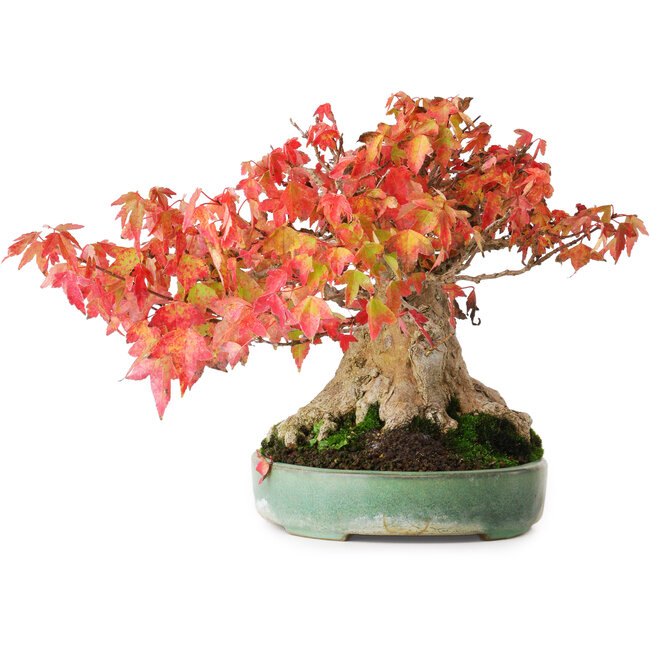 Acer buergerianum, 19,5 cm, ± 30 anni, in un vaso giapponese fatto a mano da Yamafusa, fotografato nei colori autunnali (15 ottobre)