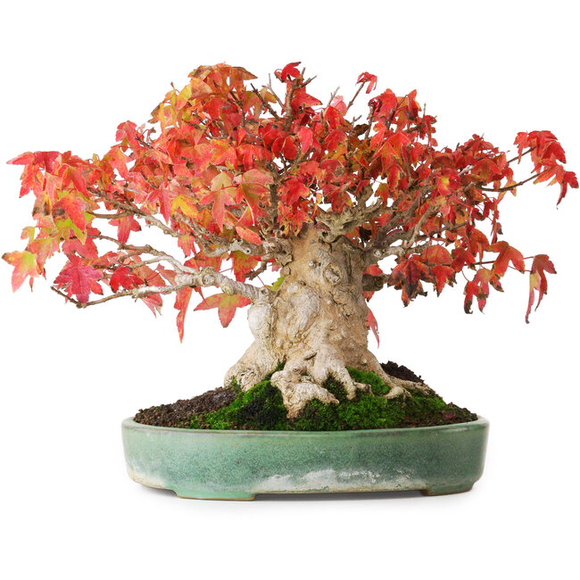 Acer buergerianum, 19,5 cm, ± 30 jaar oud, in een handgemaakte Japanse pot van Yamafusa, gefotografeerd in herfstkleuren (15 oktober)