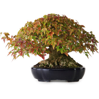 Acer buergerianum, 17,5 cm, ± 40 Jahre alt