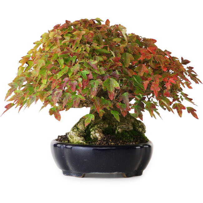 Acer buergerianum, 17,5 cm, ± 40 Jahre alt, mit schöner Verzweigung und altem Stammfuß, fotografiert in Herbstfarben (15. Oktober)