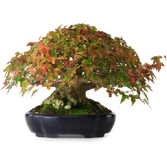 Acer buergerianum, 17,5 cm, ± 40 anni, con una bella ramificazione e una base antica, fotografato nei colori autunnali (15 ottobre)