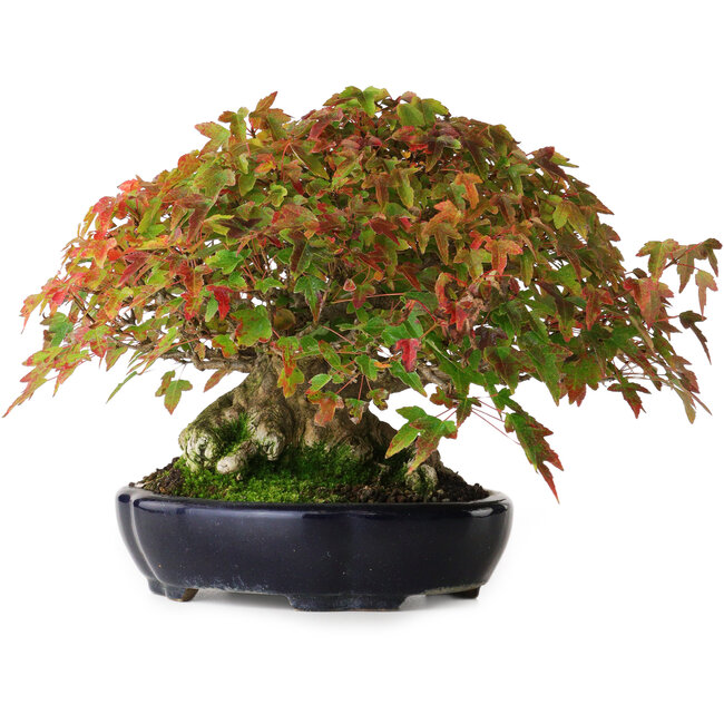 Acer buergerianum, 17,5 cm, ± 40 años, con una hermosa ramificación y base antigua, fotografiado con colores otoñales (15 de octubre)