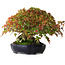Acer buergerianum, 17,5 cm, ± 40 Jahre alt, mit schöner Verzweigung und altem Stammfuß, fotografiert in Herbstfarben (15. Oktober)