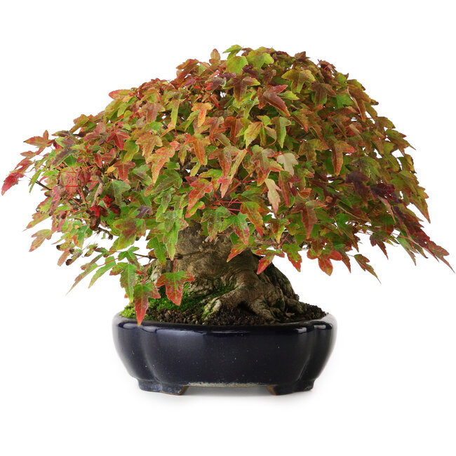 Acer buergerianum, 17,5 cm, ± 40 Jahre alt, mit schöner Verzweigung und altem Stammfuß, fotografiert in Herbstfarben (15. Oktober)