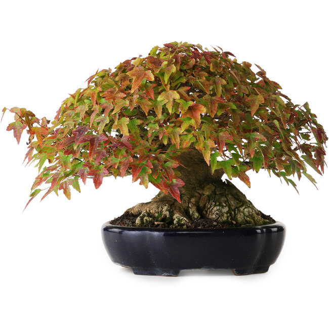 Acer buergerianum, 17,5 cm, ± 40 jaar oud, met een mooie vertakking en oude basis, gefotografeerd in herfstkleuren (15 oktober)