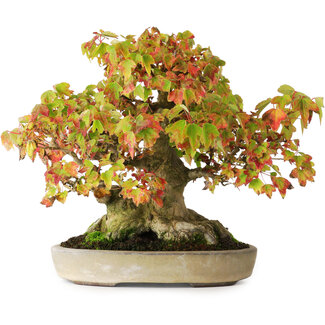  Yamaaki Acer buergerianum, 20,5 cm, ± 25 ans
