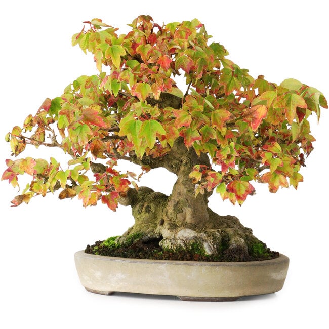 Acer buergerianum, 20,5 cm, ± 25 Jahre alt, in einem handgefertigten japanischen Topf von Yamaaki, fotografiert in Herbstfarben (15. Oktober)