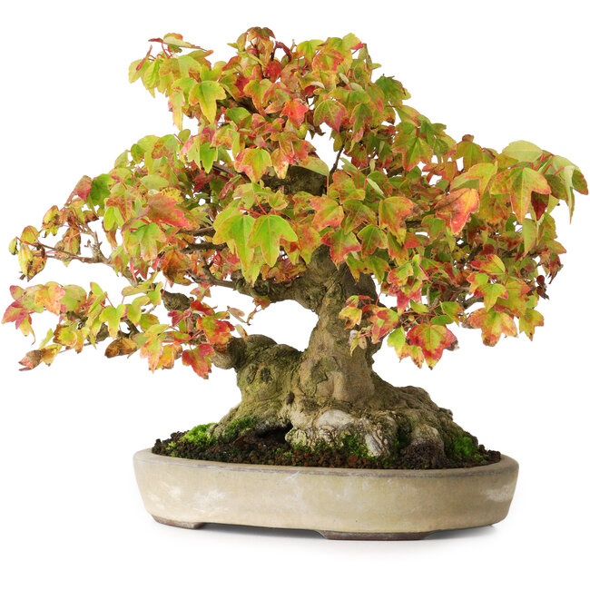 Acer buergerianum, 20,5 cm, ± 25 years old, in a handmade Japanese pot by Yamaaki, photographed in autumn colours (October 15)