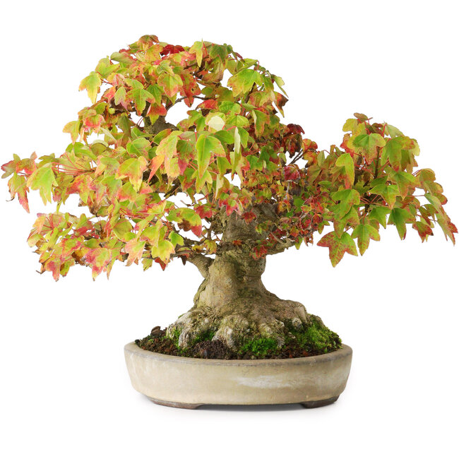 Acer buergerianum, 20,5 cm, ± 25 Jahre alt, in einem handgefertigten japanischen Topf von Yamaaki, fotografiert in Herbstfarben (15. Oktober)