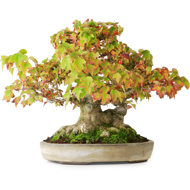 Acer buergerianum, 20,5 cm, ± 25 Jahre alt, in einem handgefertigten japanischen Topf von Yamaaki, fotografiert in Herbstfarben (15. Oktober)