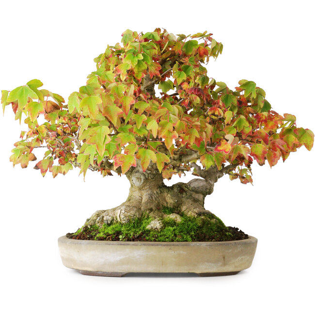 Acer buergerianum, 20,5 cm, ± 25 años, en una maceta japonesa hecha a mano por Yamaaki, fotografiado con colores otoñales (15 de octubre)