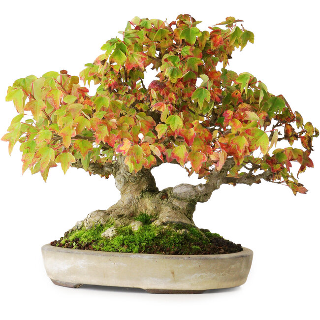 Acer buergerianum, 20,5 cm, ± 25 Jahre alt, in einem handgefertigten japanischen Topf von Yamaaki, fotografiert in Herbstfarben (15. Oktober)