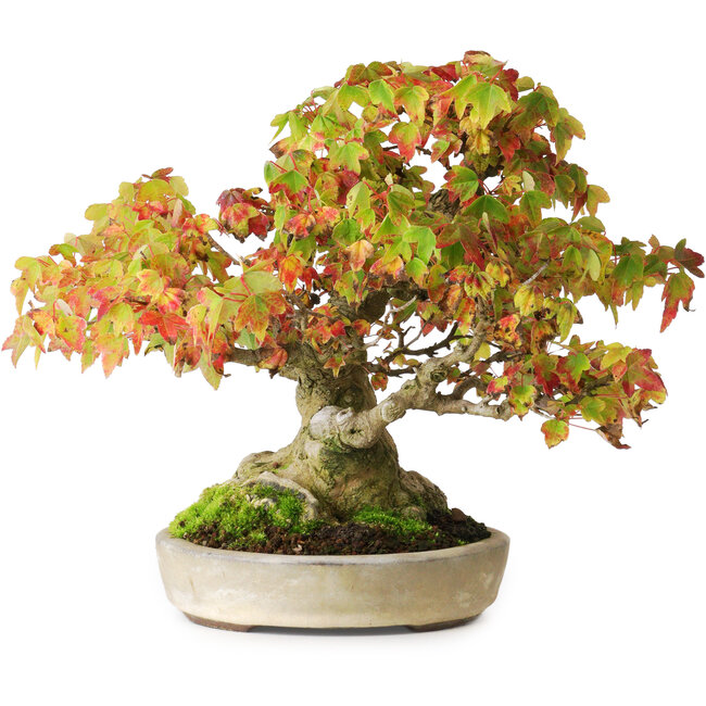 Acer buergerianum, 20,5 cm, ± 25 years old, in a handmade Japanese pot by Yamaaki, photographed in autumn colours (October 15)