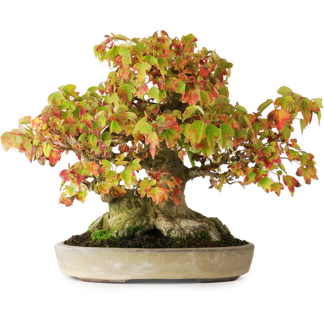 Acer buergerianum, 20,5 cm, ± 25 anni, in un vaso giapponese fatto a mano da Yamaaki, fotografato nei colori autunnali (15 ottobre)