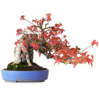 Acer buergerianum, 19 cm, ± 25 años