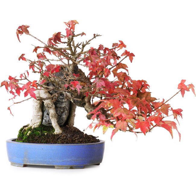 Acer buergerianum, 19 cm, ± 25 Jahre alt, in einem handgefertigten Topf, fotografiert in Herbstfarben (15. Oktober)