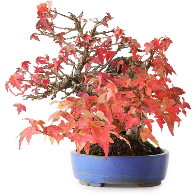 Acer buergerianum, 19 cm, ± 25 años, en maceta hecha a mano, fotografiado con colores otoñales (15 de octubre)