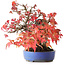 Acer buergerianum, 19 cm, ± 25 Jahre alt, in einem handgefertigten Topf, fotografiert in Herbstfarben (15. Oktober)