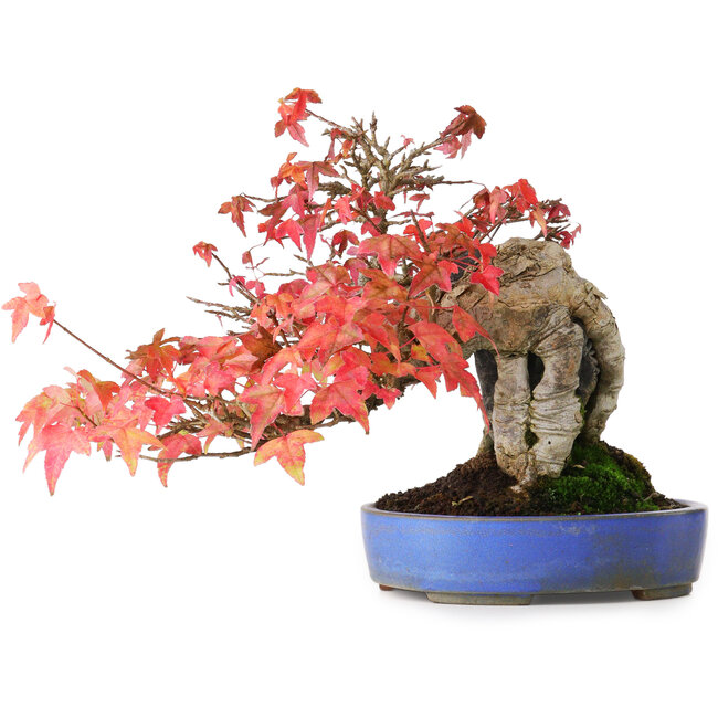Acer buergerianum, 19 cm, ± 25 años, en maceta hecha a mano, fotografiado con colores otoñales (15 de octubre)