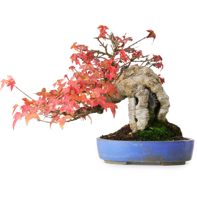 Acer buergerianum, 19 cm, ± 25 Jahre alt, in einem handgefertigten Topf, fotografiert in Herbstfarben (15. Oktober)