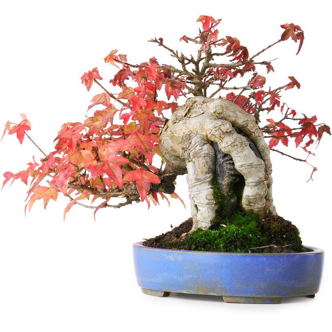 Acer buergerianum, 19 cm, ± 25 años, en maceta hecha a mano, fotografiado con colores otoñales (15 de octubre)