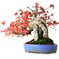 Acer buergerianum, 19 cm, ± 25 jaar oud, in een handgemaakte pot, gefotografeerd in herfstkleuren (15 oktober)
