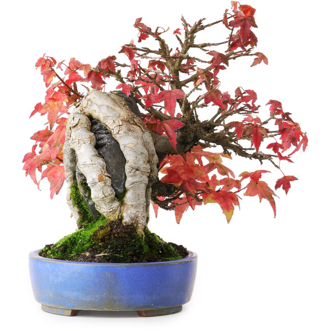 Acer buergerianum, 19 cm, ± 25 anni, in un vaso fatto a mano, fotografato nei colori autunnali (15 ottobre)