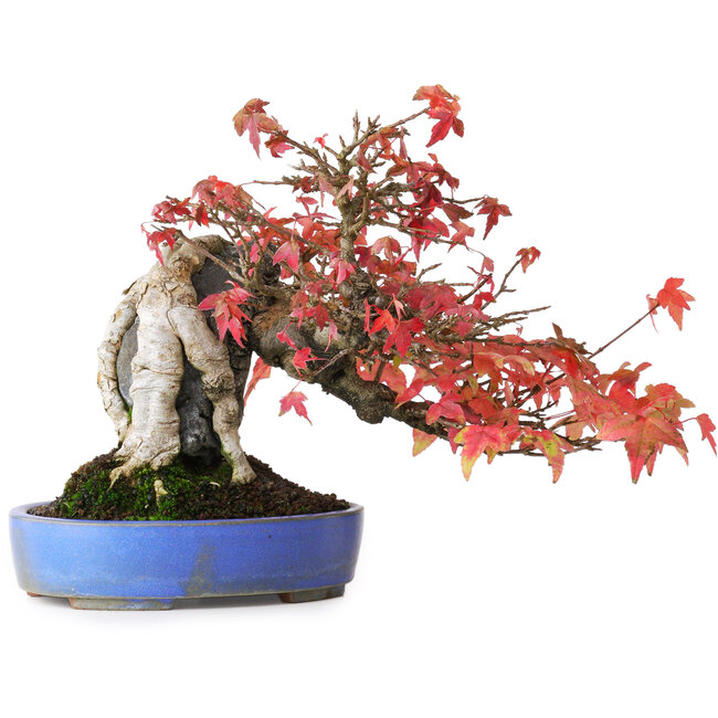 Acer buergerianum, 19 cm, ± 25 ans, dans un pot fait main, photographié aux couleurs d'automne (15 octobre)