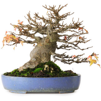 Acer buergerianum, 18,5 cm, ± 25 years old