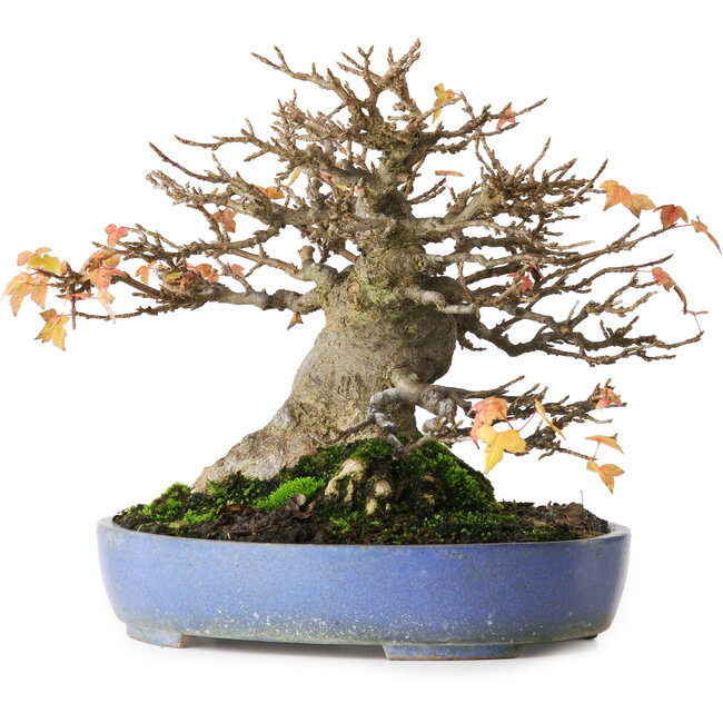 Acer buergerianum, 18,5 cm, ± 25 Jahre alt, fotografiert in Herbstfarben (20. Oktober)