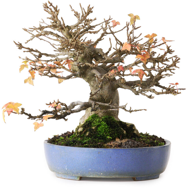 Acer buergerianum, 18,5 cm, ± 25 Jahre alt, fotografiert in Herbstfarben (20. Oktober)