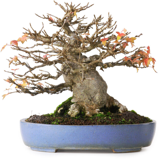 Acer buergerianum, 18,5 cm, ± 25 anni, fotografato nei colori autunnali (20 ottobre)