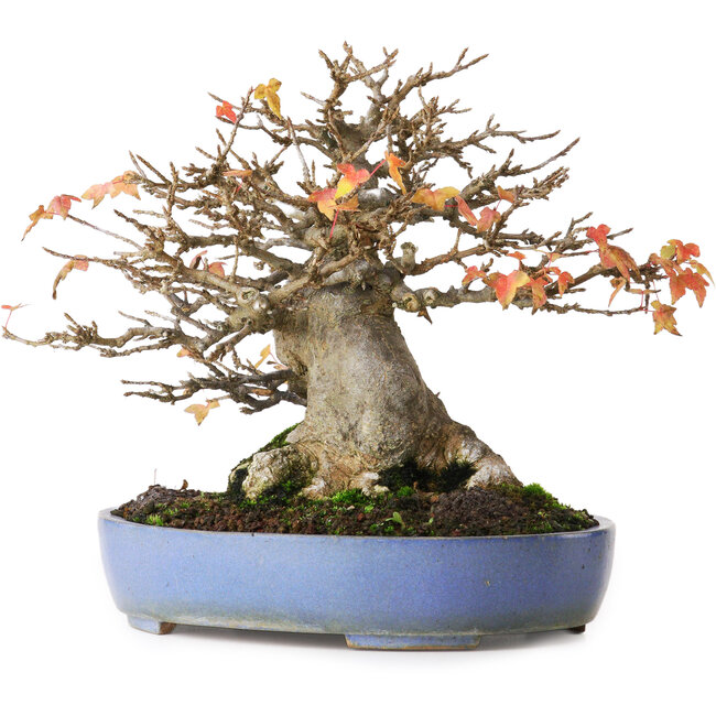 Acer buergerianum, 18,5 cm, ± 25 años, fotografiado con colores otoñales (20 de octubre)