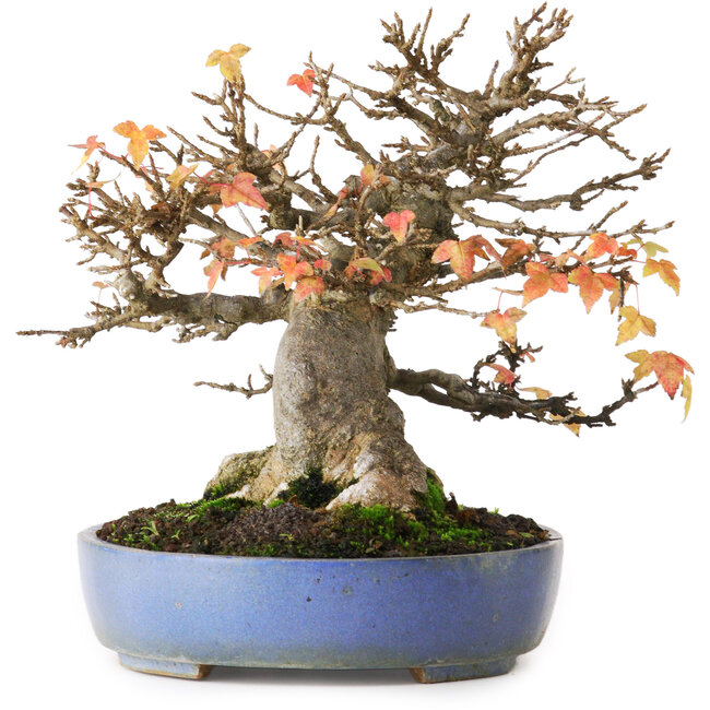 Acer buergerianum, 18,5 cm, ± 25 Jahre alt, fotografiert in Herbstfarben (20. Oktober)