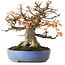 Acer buergerianum, 18,5 cm, ± 25 years old, photographed in autumn colours (October 20)
