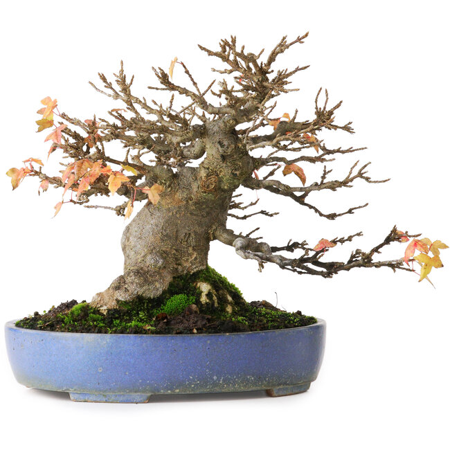 Acer buergerianum, 18,5 cm, ± 25 jaar oud, gefotografeerd in herfstkleuren (20 oktober)