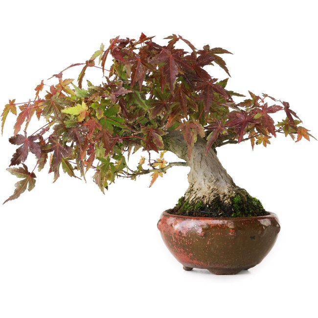 Acer palmatum, 15,5 cm, ± 25 Jahre alt, fotografiert in Herbstfarben (20. Oktober)