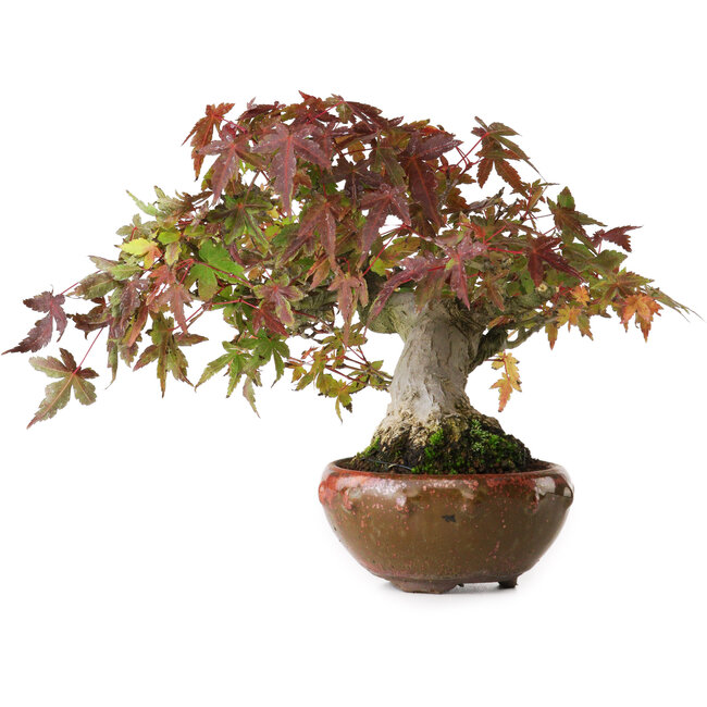 Acer palmatum, 15,5 cm, ± 25 jaar oud, gefotografeerd in herfstkleuren (20 oktober)