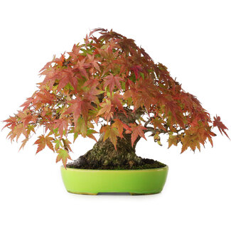Acer palmatum, 21 cm, ± 40 jaar oud