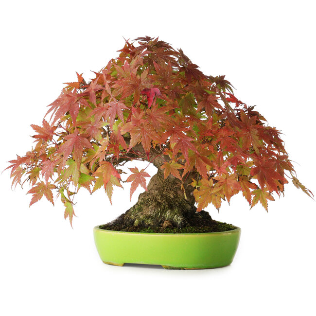 Acer palmatum, 21 cm, ± 40 jaar oud, met uitzonderlijk goede beweging en vertakking, gefotografeerd in herfstkleuren (20 oktober)