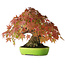 Acer palmatum, 21 cm, ± 40 años, con un movimiento y ramificación excepcionalmente buenos, fotografiado con colores otoñales (20 de octubre)
