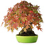 Acer palmatum, 21 cm, ± 40 anni, con movimento e ramificazione eccezionalmente buoni, fotografato nei colori autunnali (20 ottobre)
