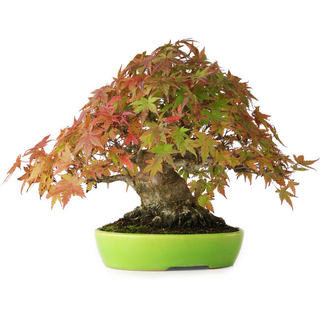 Acer palmatum, 21 cm, ± 40 years old, with exceptionally good movement and ramification, photographed in autumn colours (October 20)