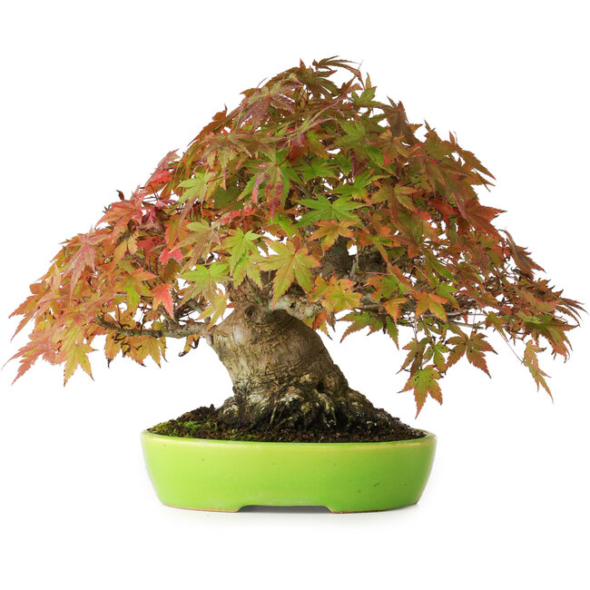 Acer palmatum, 21 cm, ± 40 años, con un movimiento y ramificación excepcionalmente buenos, fotografiado con colores otoñales (20 de octubre)