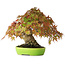 Acer palmatum, 21 cm, ± 40 ans, avec un mouvement et une ramification exceptionnellement bons, photographié aux couleurs d'automne (20 octobre)